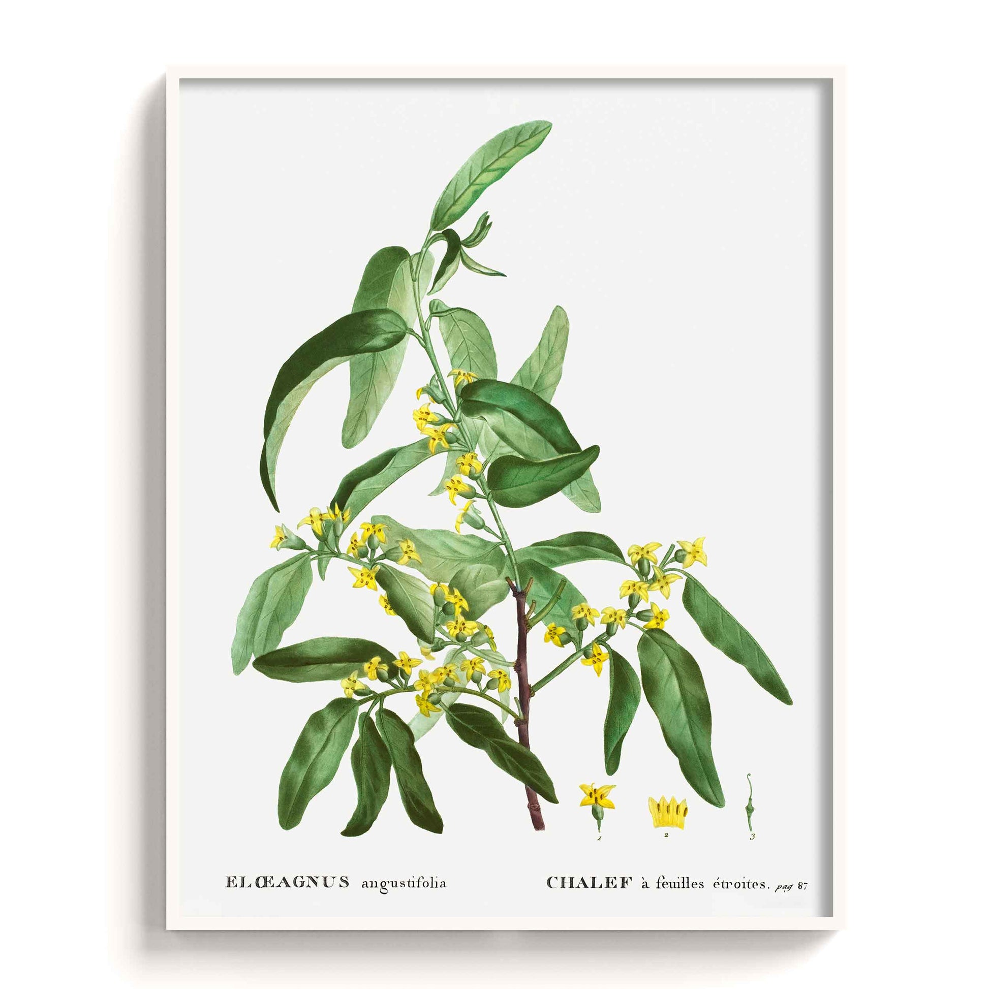 Botanicals - The Manify