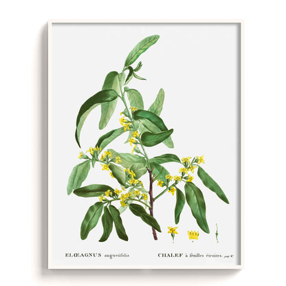 Botanicals - The Manify