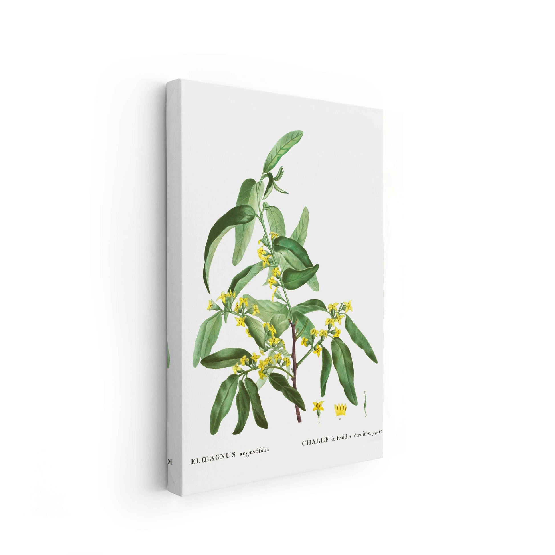 Botanicals - The Manify