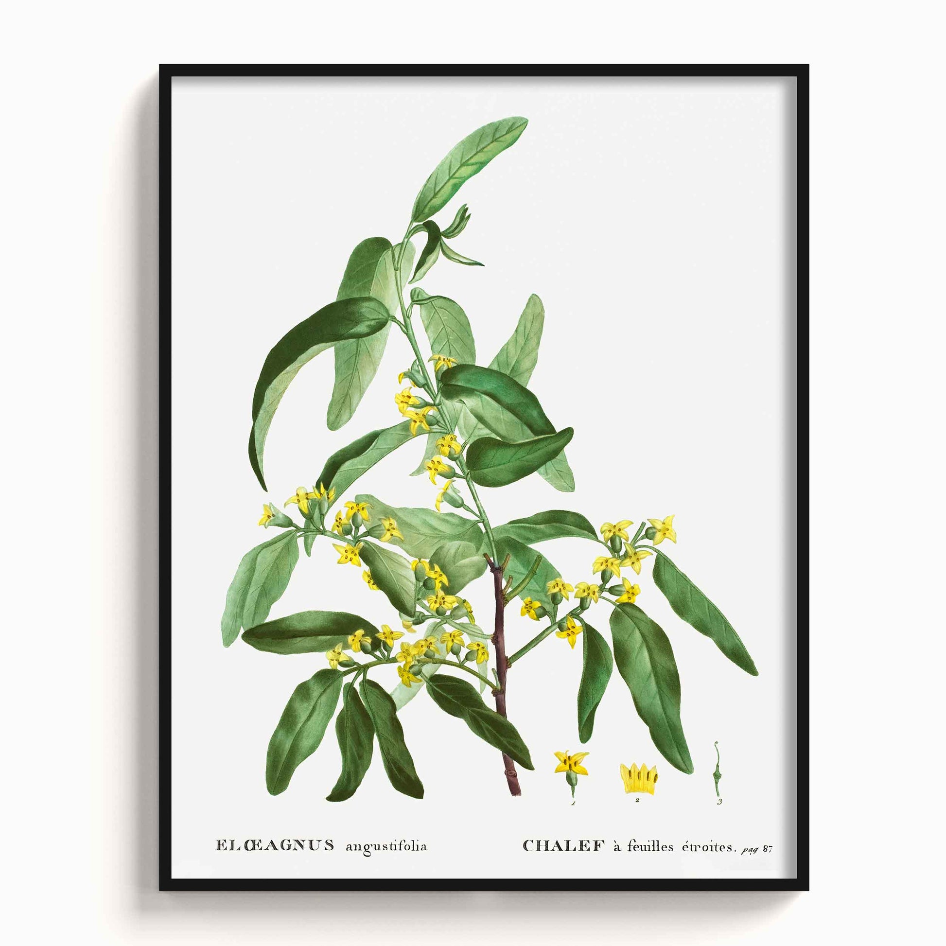 Botanicals - The Manify