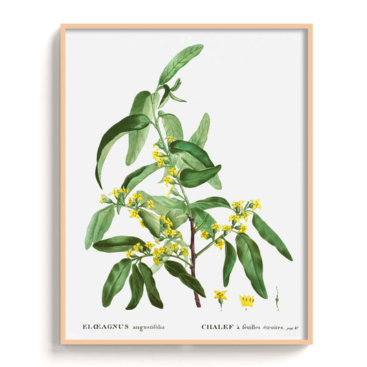 Botanicals - The Manify