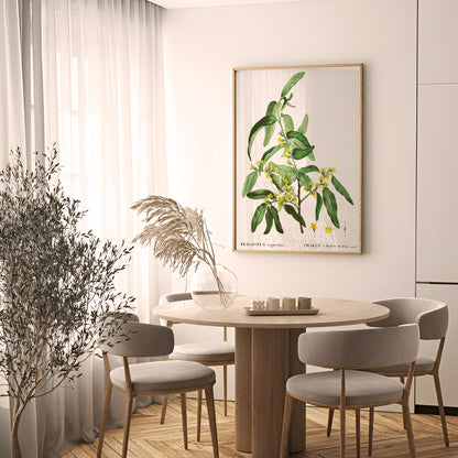 Olive Botanical The Manify